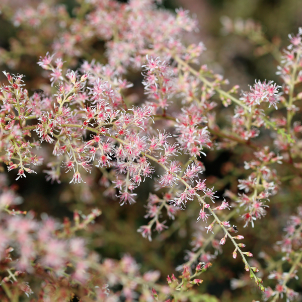 Astilbe simplicifolia 'Sprite'