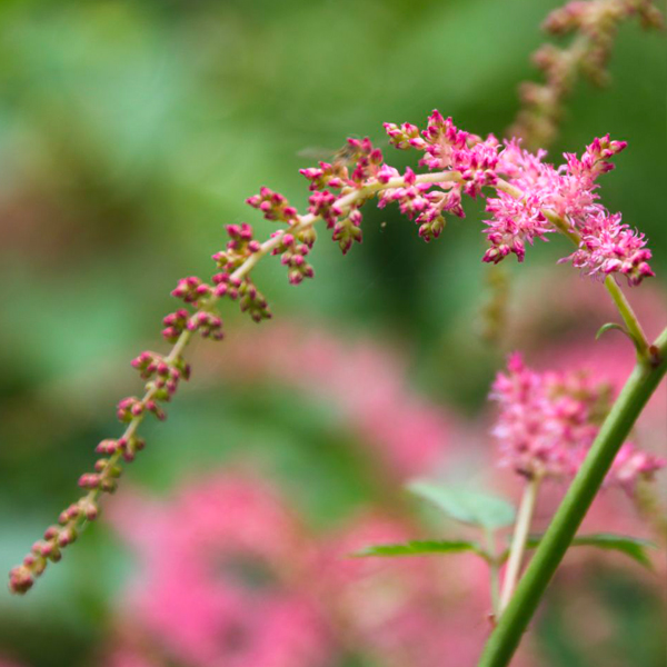 Astilbe thunbergii'Straussenfeder' (salmon pink)