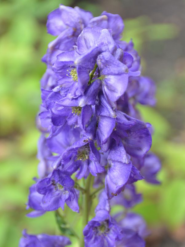 Aconitum carmichaelii ‘Arendsii’