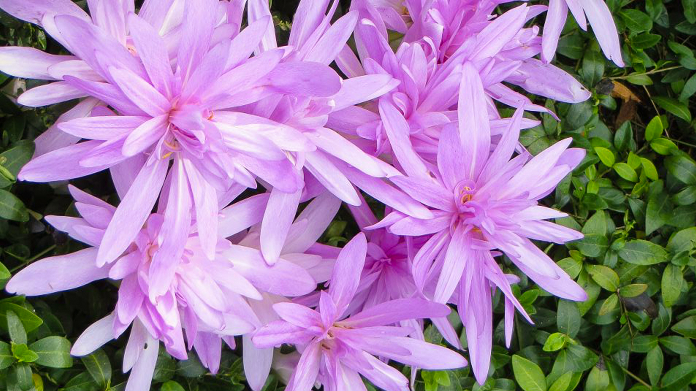 Colchicum 'Waterlily'