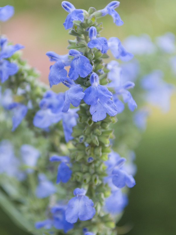 Salvia azurea var. grandiflora