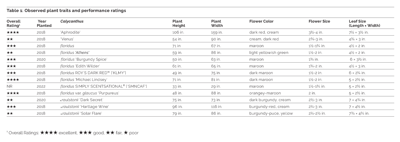 Calycanthus performance ratings