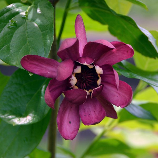 Calycanthus 'Aphrodite'