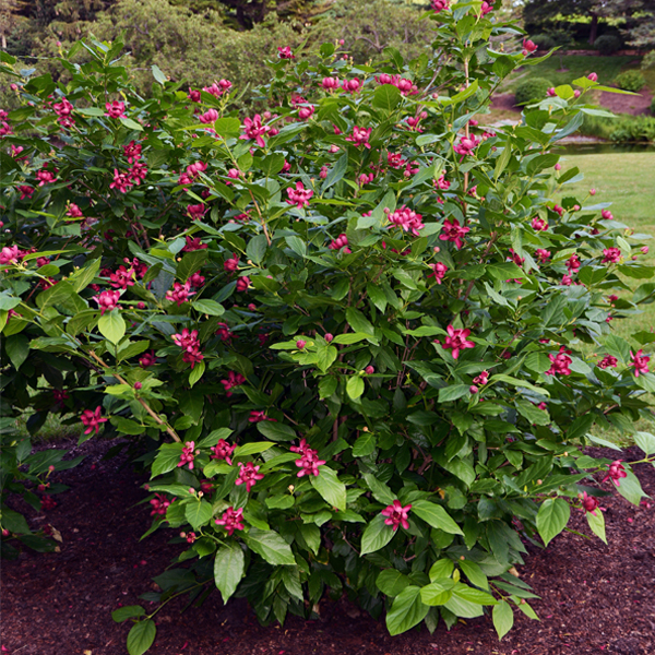 Calycanthus ‘Aphrodite’ in full bloom