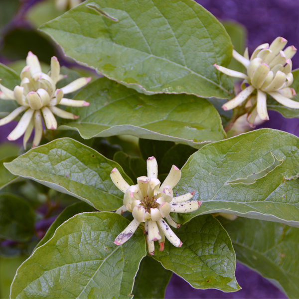 Calycanthus floridus ‘Athens’ displaying spotting on petals