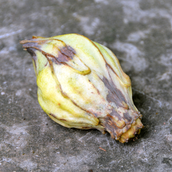 Calycanthus floridus fruit