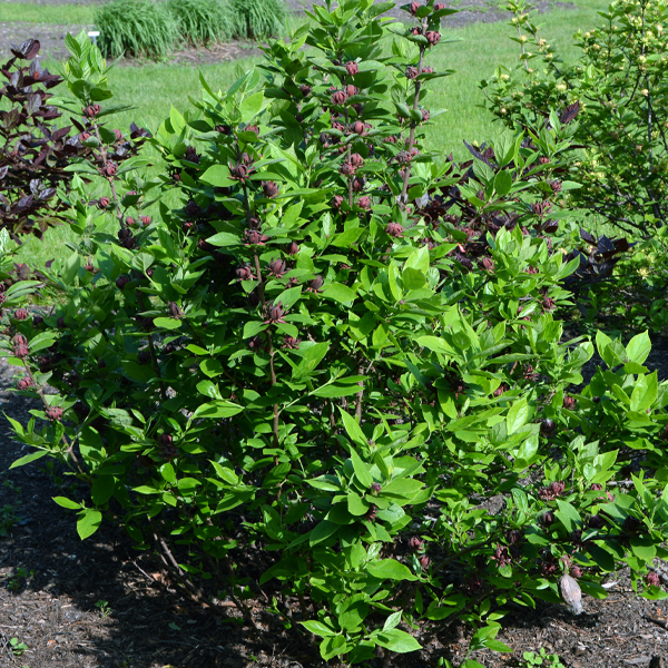 Calycanthus floridus 'KLMY' ROY'S DARK RED