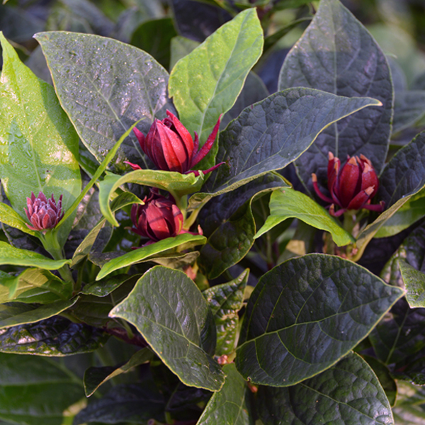 Calycanthus floridus 'Michael Lindsey'