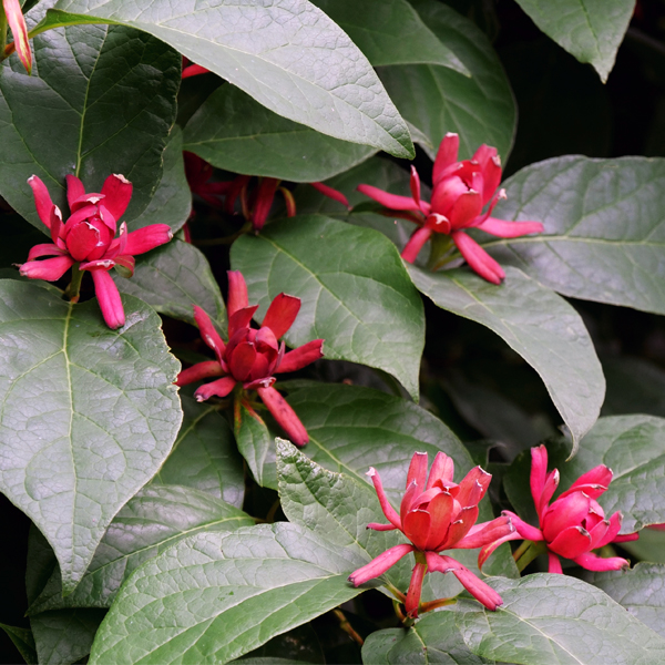 Calycanthus floridus SIMPLY SCENSATIONAL® [‘SMNCAF’] (courtesy of Spring Meadows Nursery)