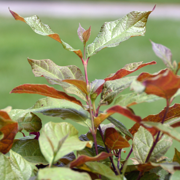 Calycanthus floridus var. glaucus ‘Purpureus’