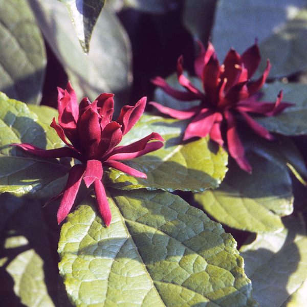 Calycanthus floridus