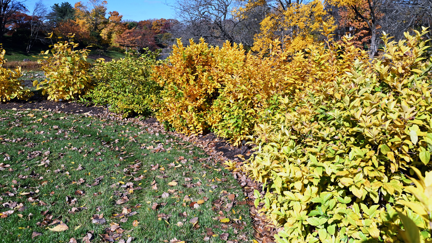 Calycanthus trial bed