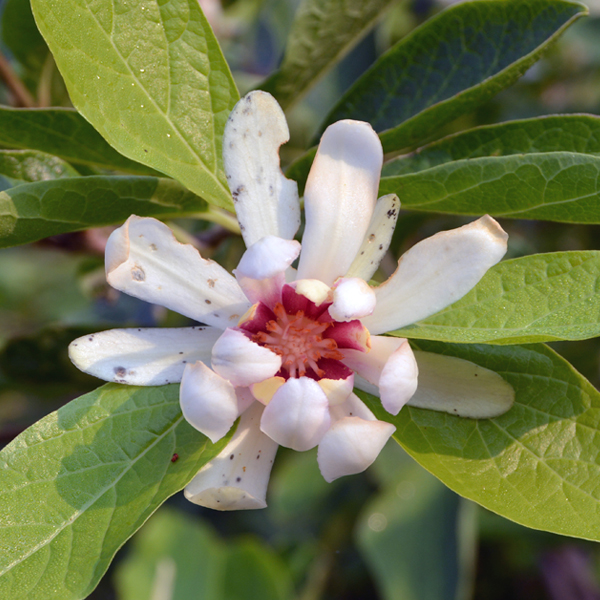 Calycanthus ‘Venus’