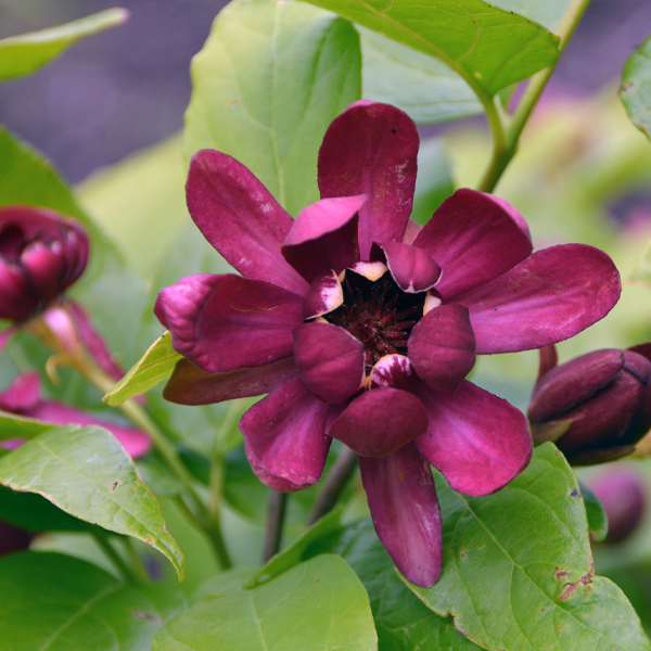 Calycanthus ×raulstonii ‘Hartlage Wine’