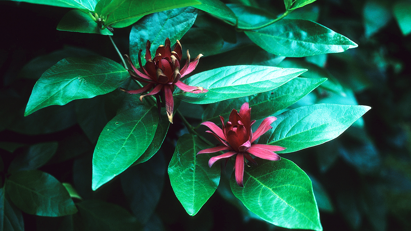 Calycanthus_occidentalis