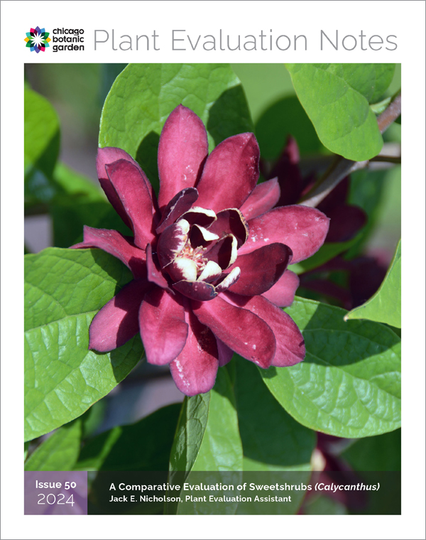 Calycanthus Plant Evaluation Notes