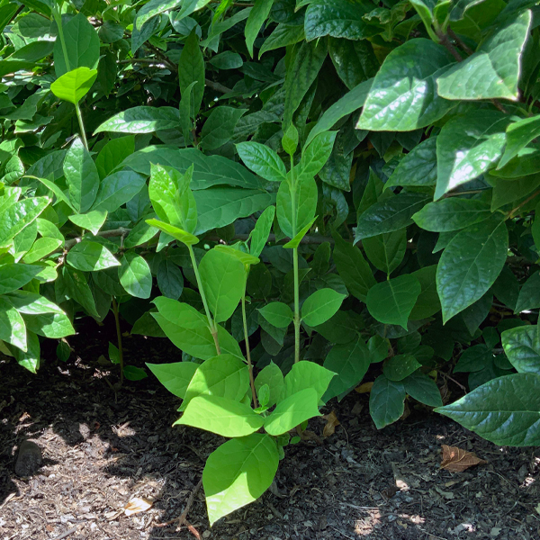 Suckers of Calycanthus floridus ‘Michael Lindsey’