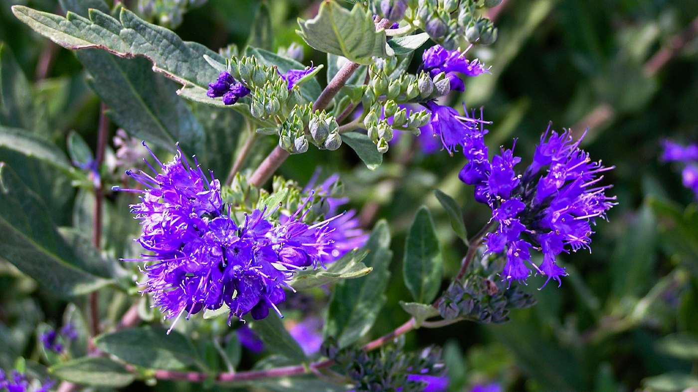 Caryopteris x clandonensis Arthur Simmonds flower