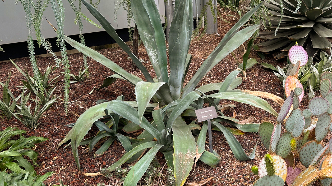 Agave American Century Plant