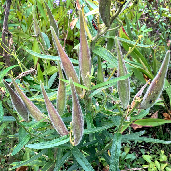 butterfly_weed_seed_pods