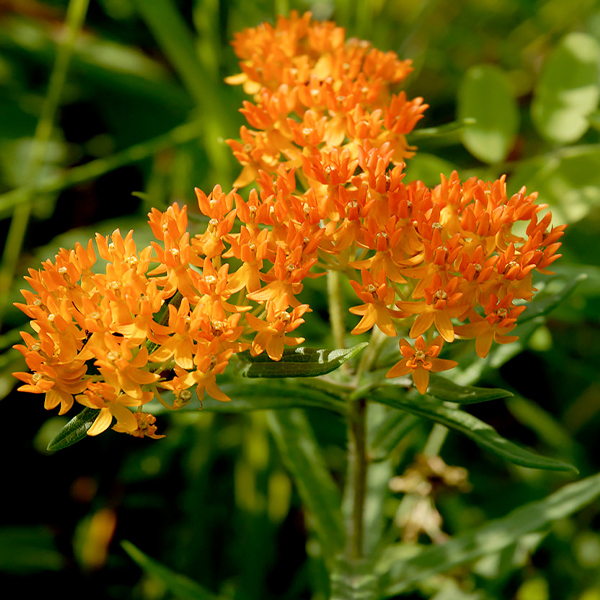 butterfly weed