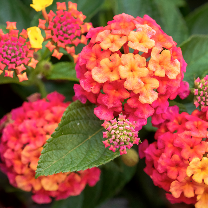 Lantana