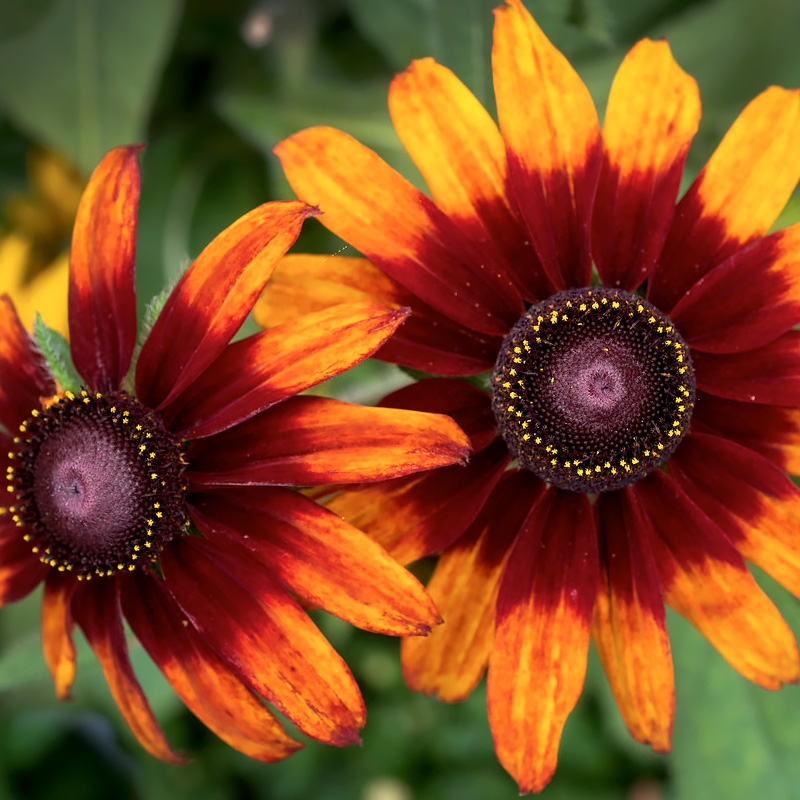 butterfly weed companion rudbeckia