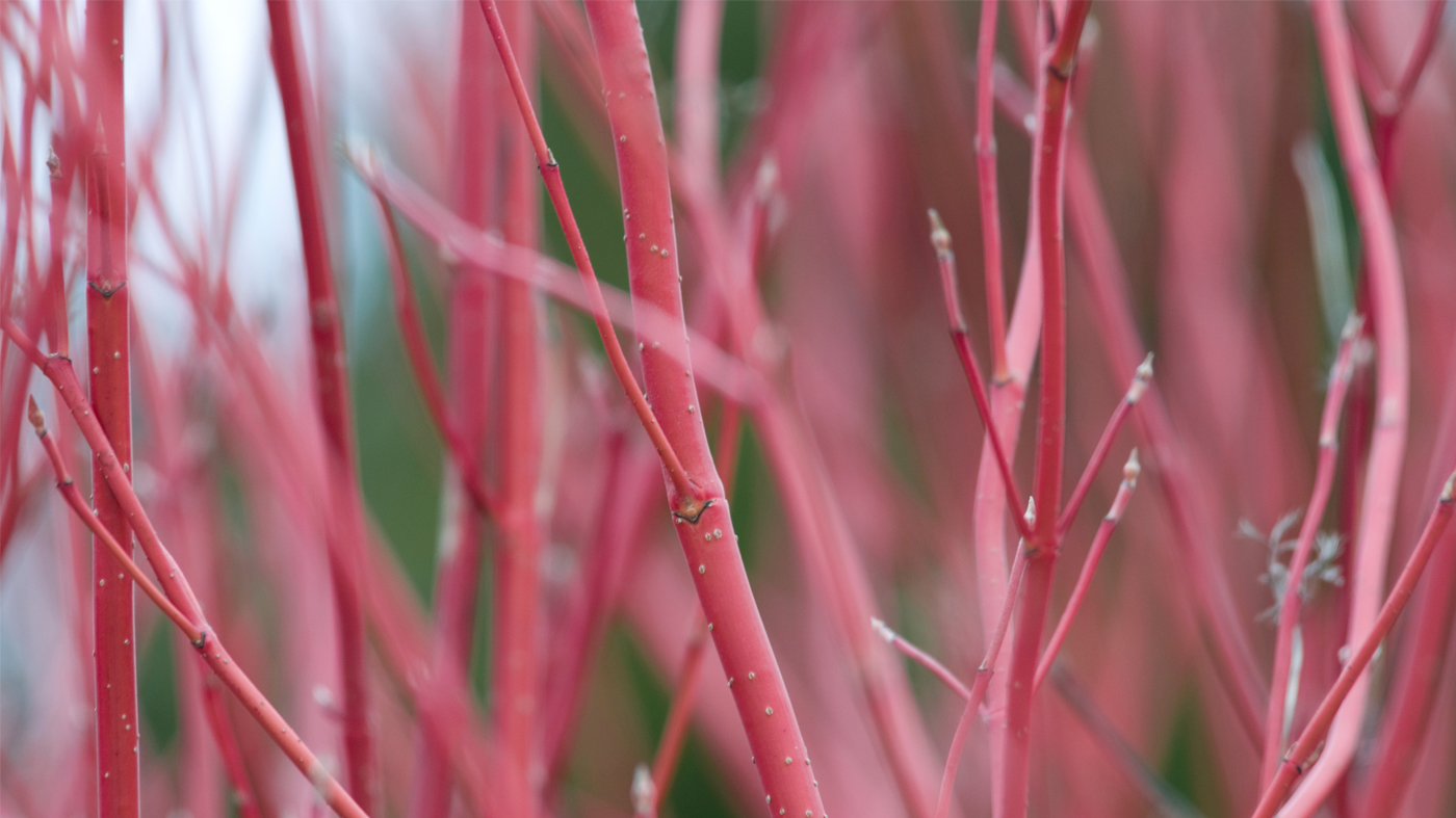 Cornus sericea 'dogwood'