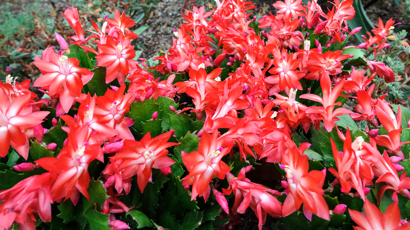 Christmas Cactus