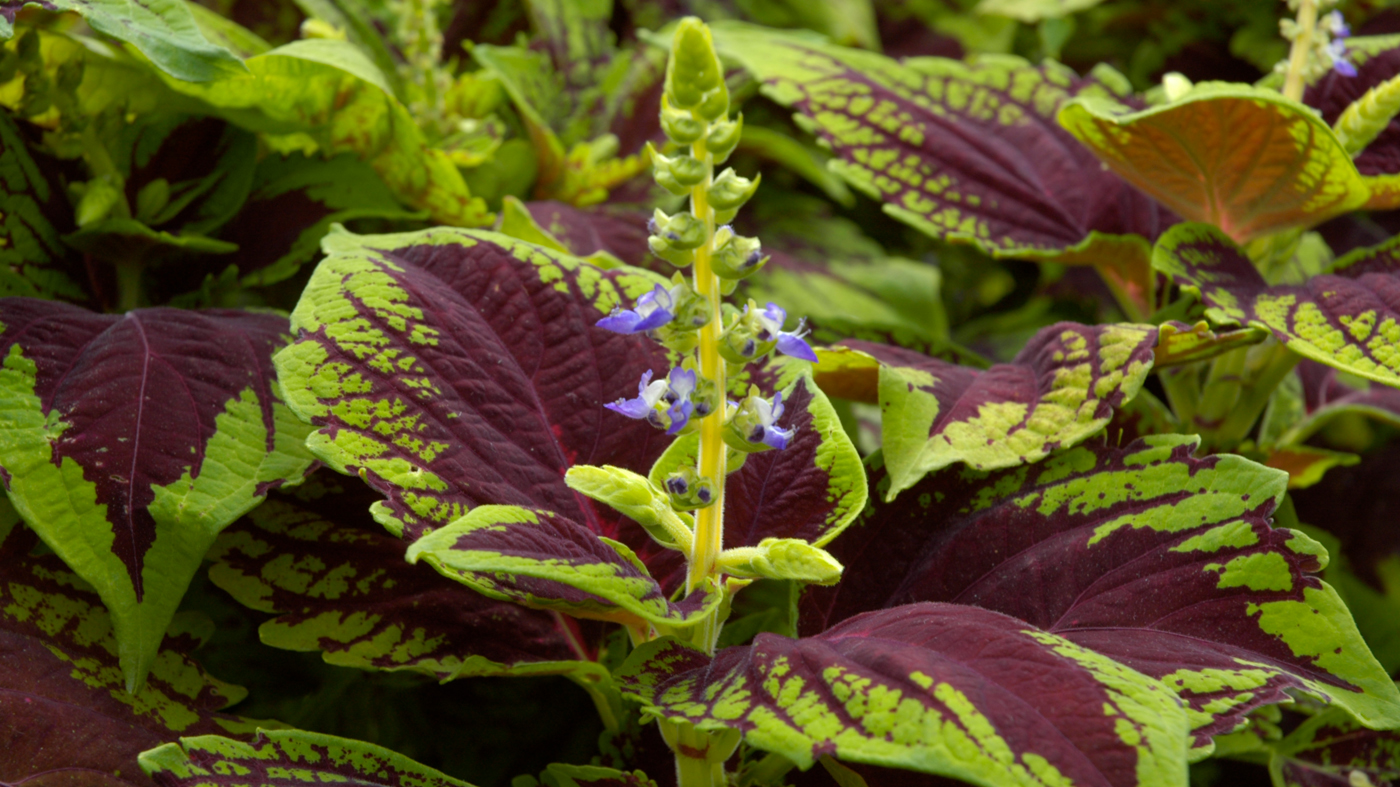 Coleus Solenostemon scutellarioides