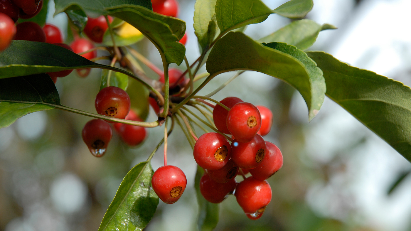 crabapple fruit