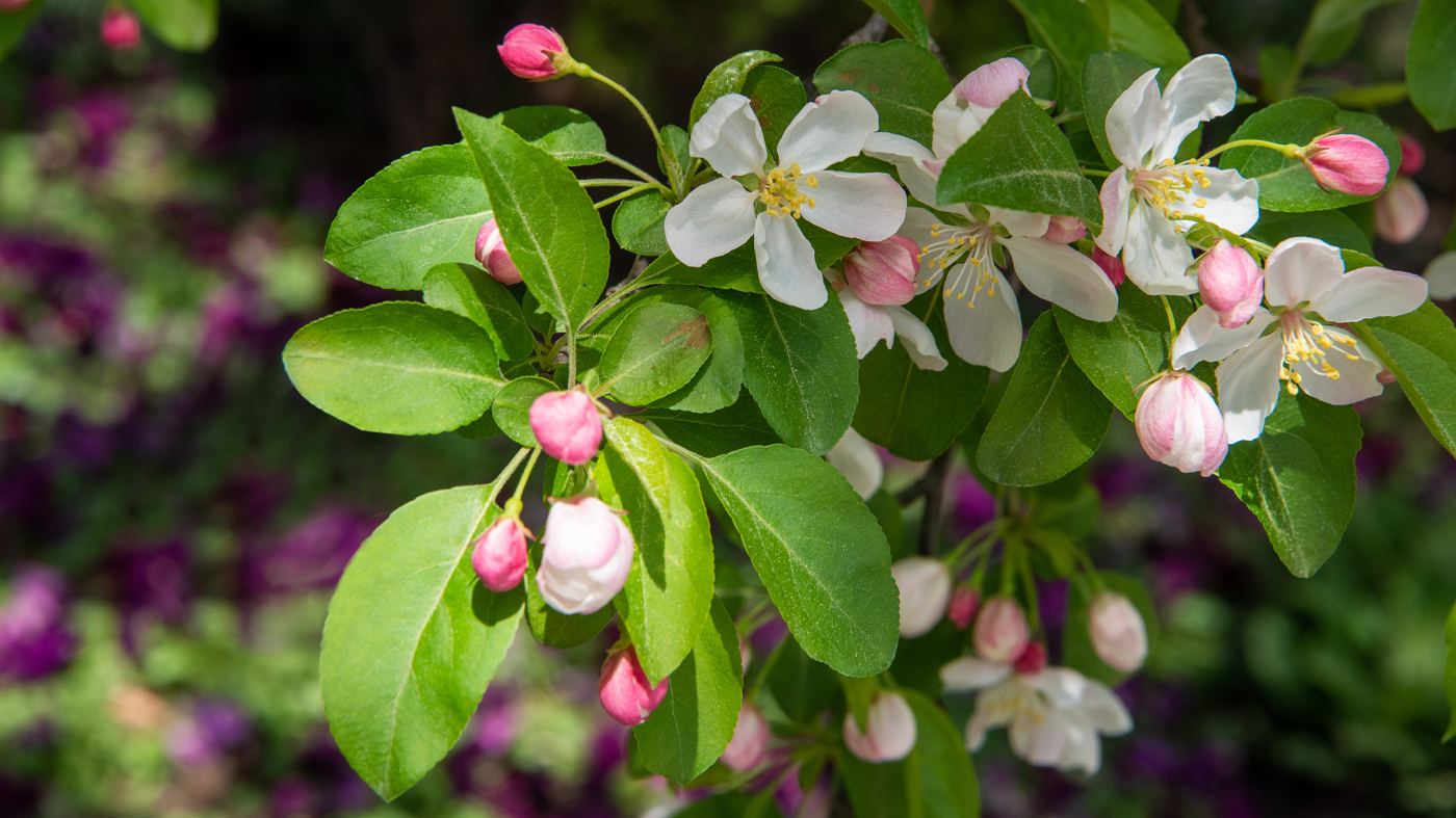 crabapple flowers