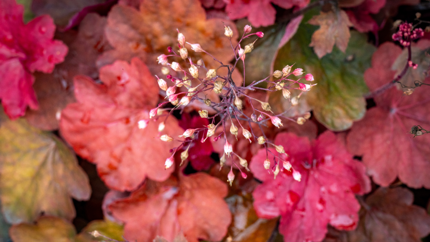 Heuchera