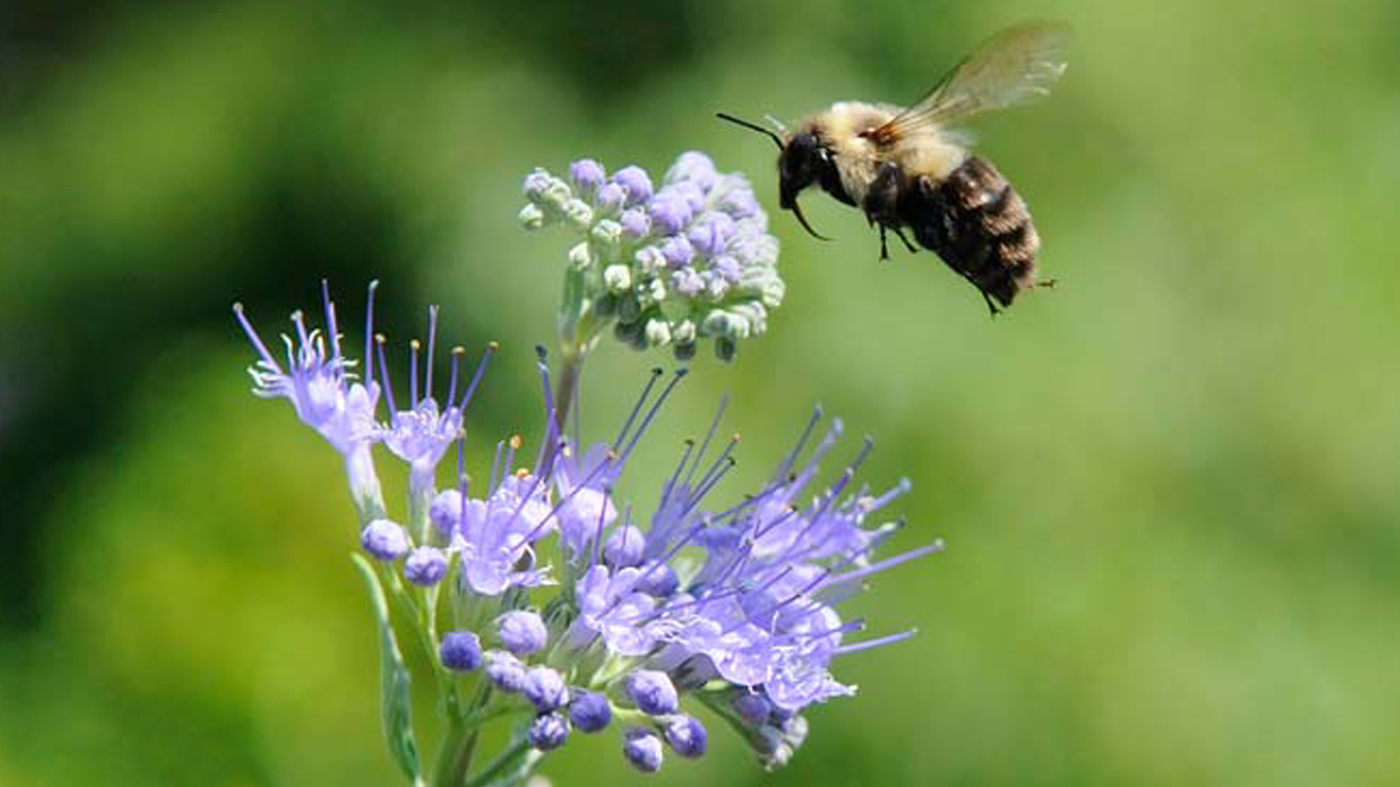 bee pollinator