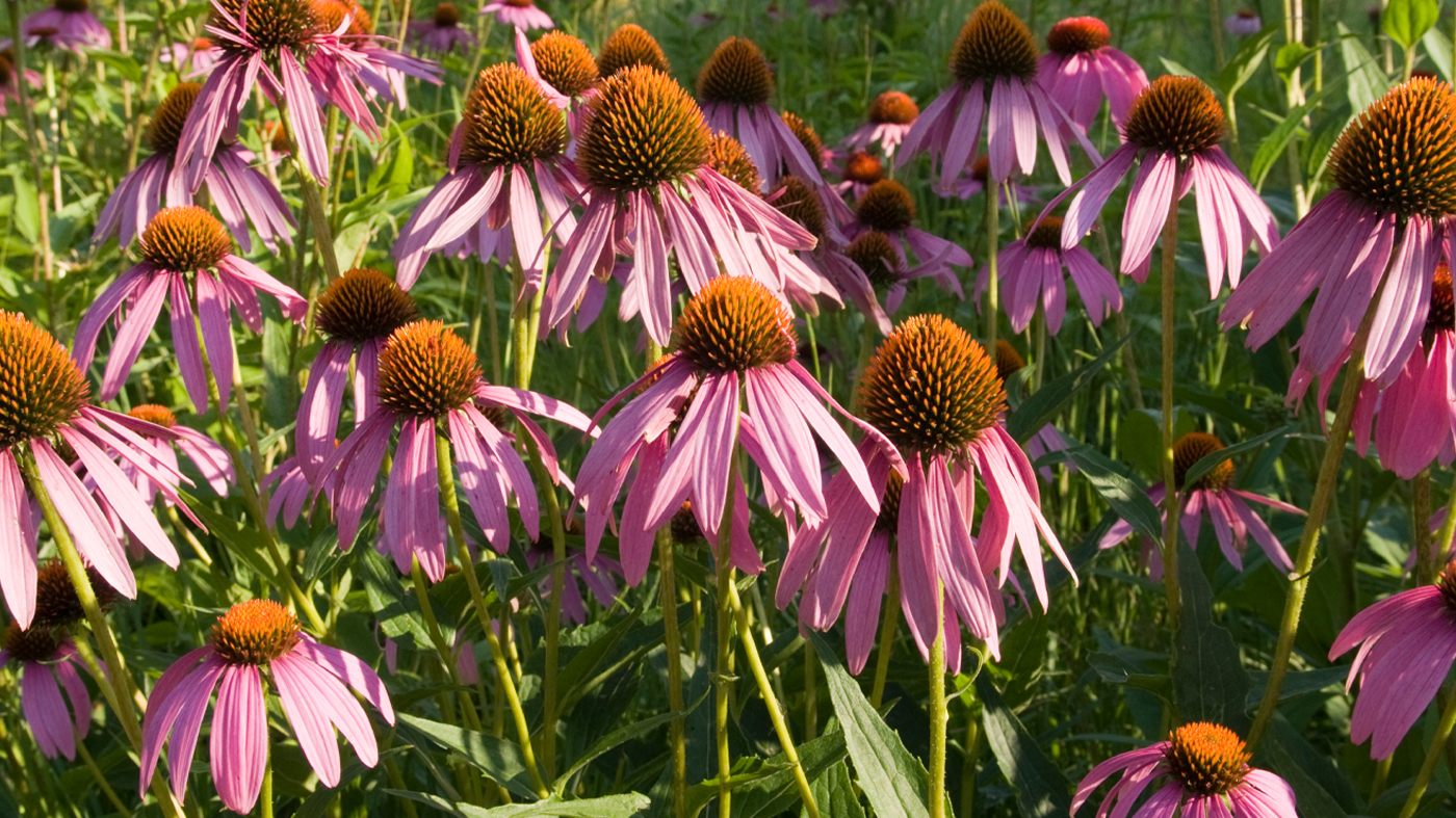 coneflowers