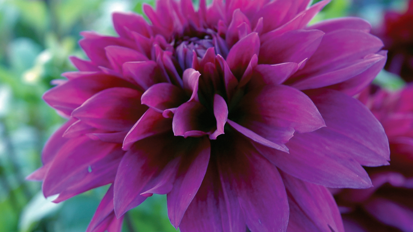 dahlia 'thomas edison'