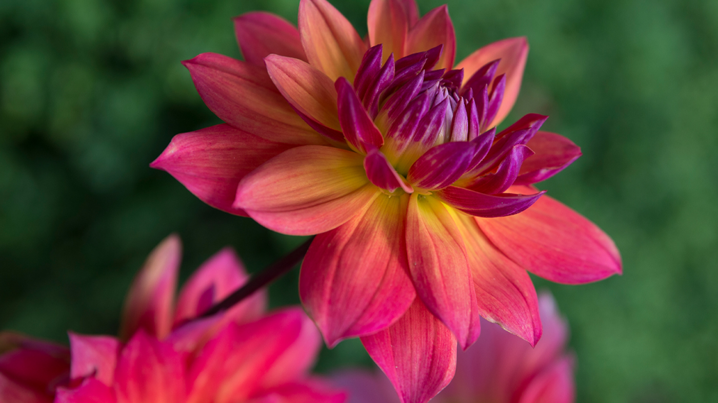 dahlia firepot 1400x787