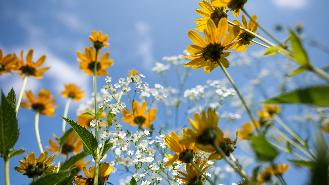 Native Plant Garden