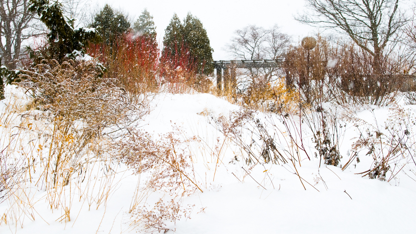 winter native plants