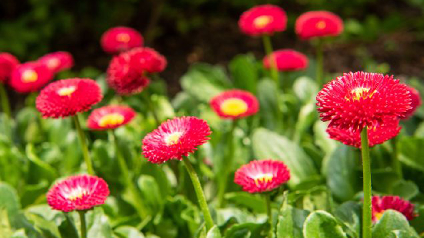 English daisy (Bellis perennis). 