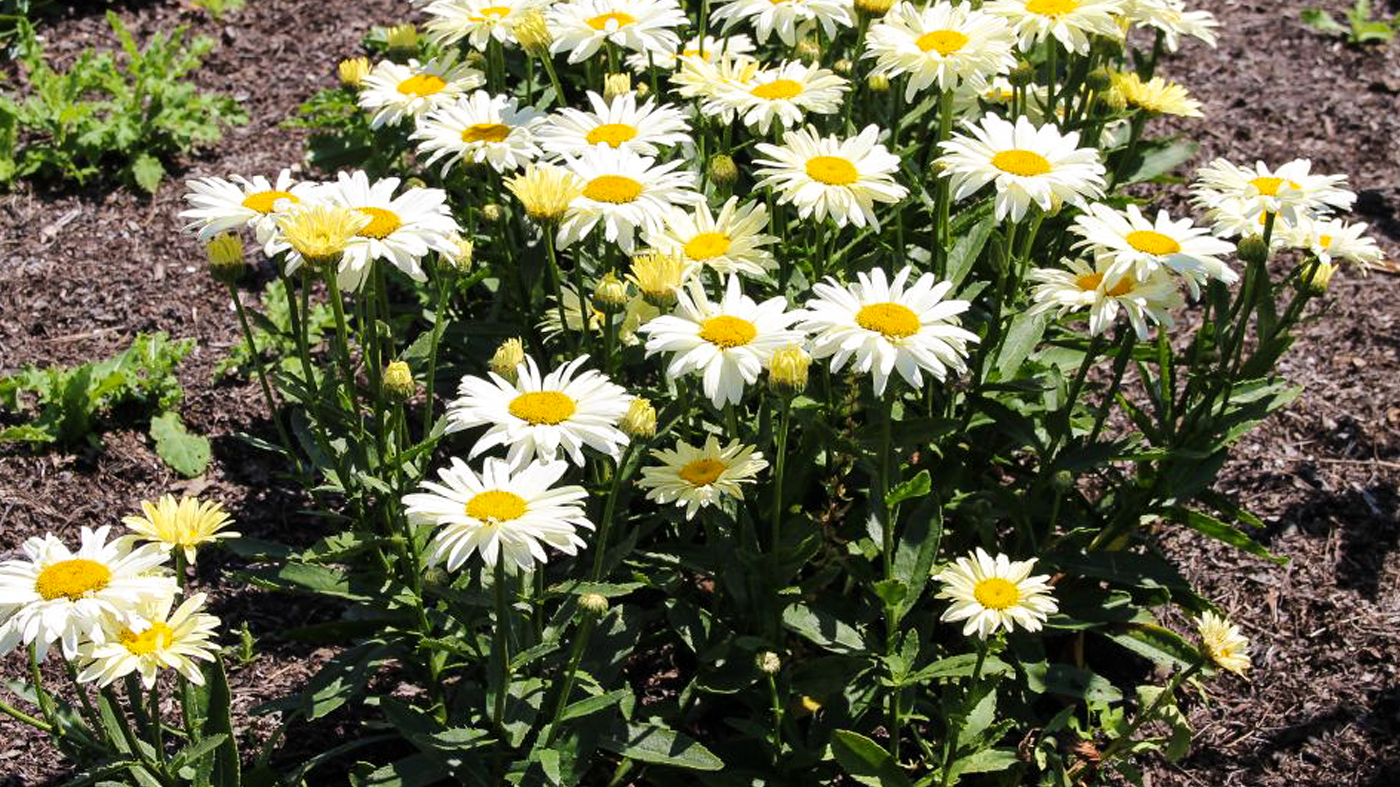 Leucanthemum x superbum 'Banana Cream'