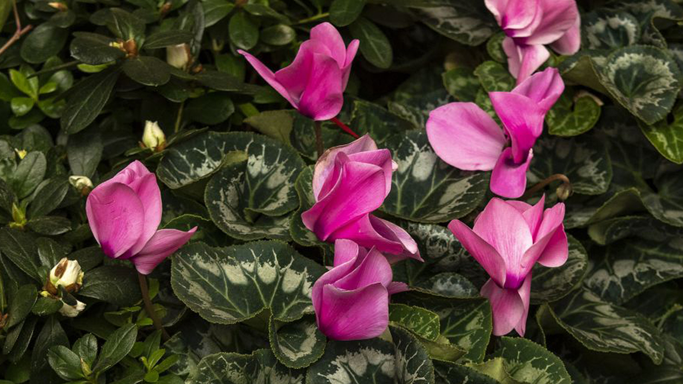 Cyclamen persicum