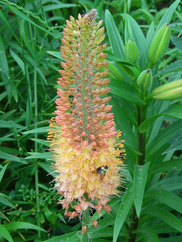 eremurus x isabelliums