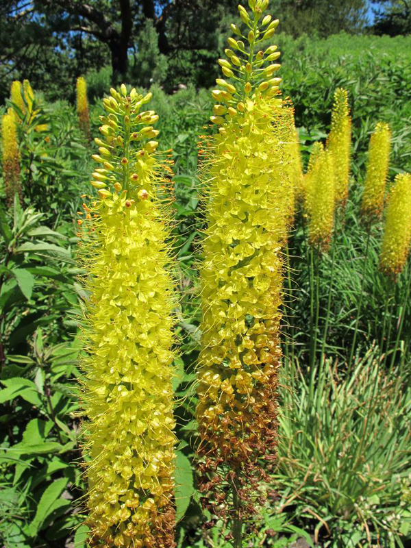 eremurus x stenophyllus