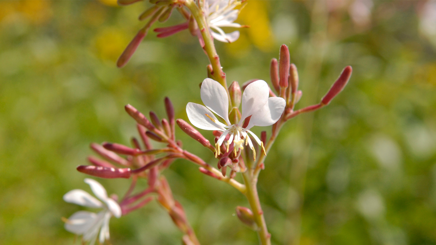 Gaura