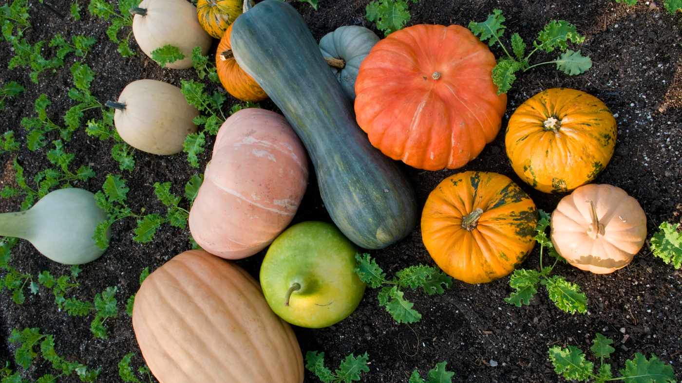 gourds