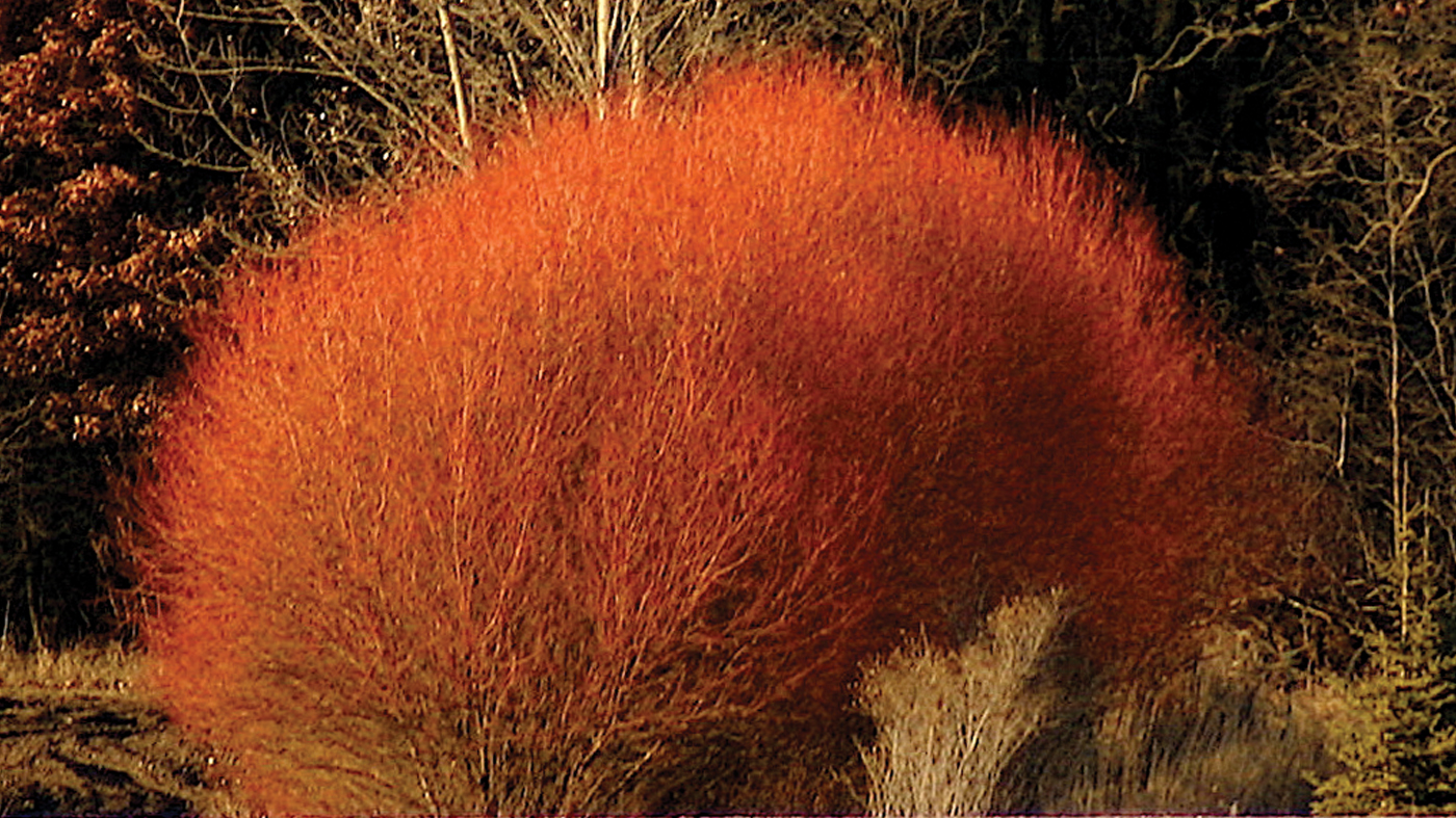 willow salix flame