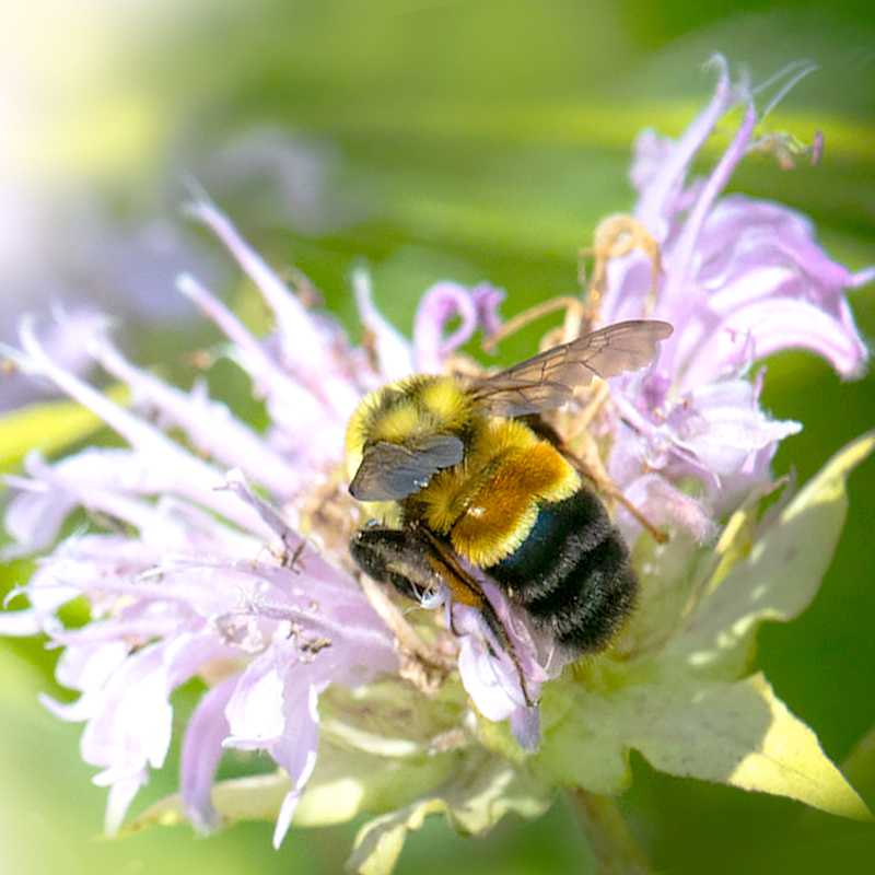 Giving Tuesday Preserving Biodiversity