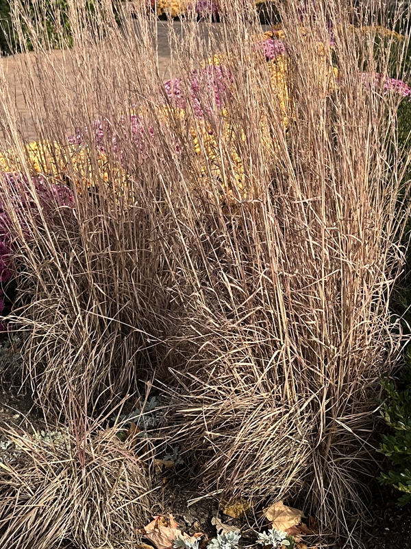 Schizachyrium scoparium Blue