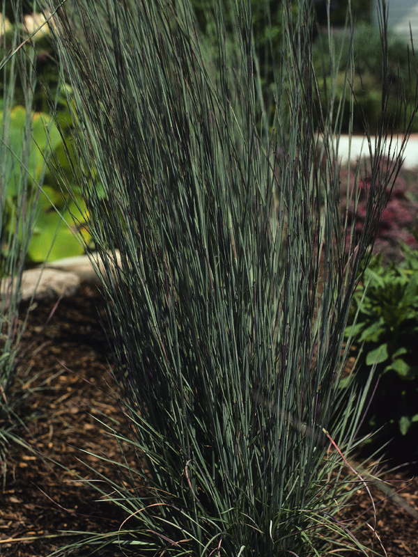 schizachyrium_scoparium_blues_600x800